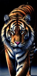 06645 Tigre Bengale